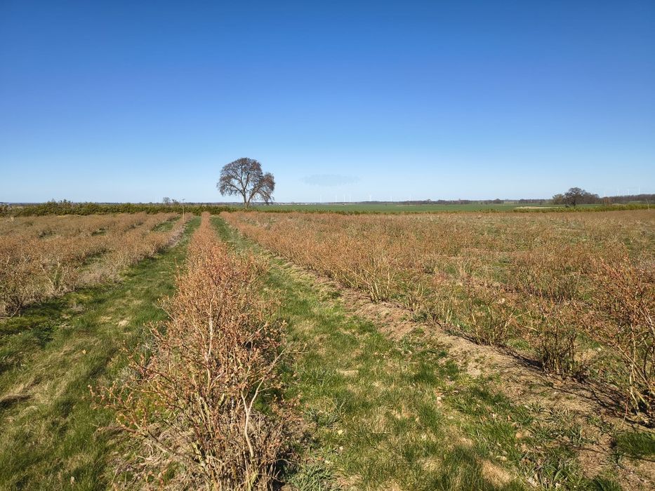Wydzierżawię plantację borówki amerykańskiej  ok 10ha