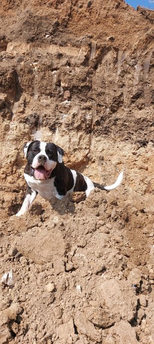 Американський бульдог ( вязка)