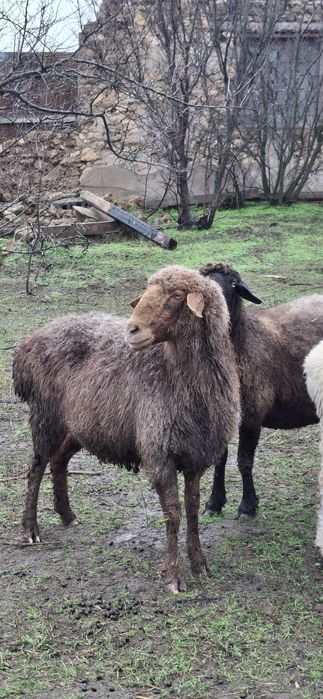 Вівці гісарскі продам
