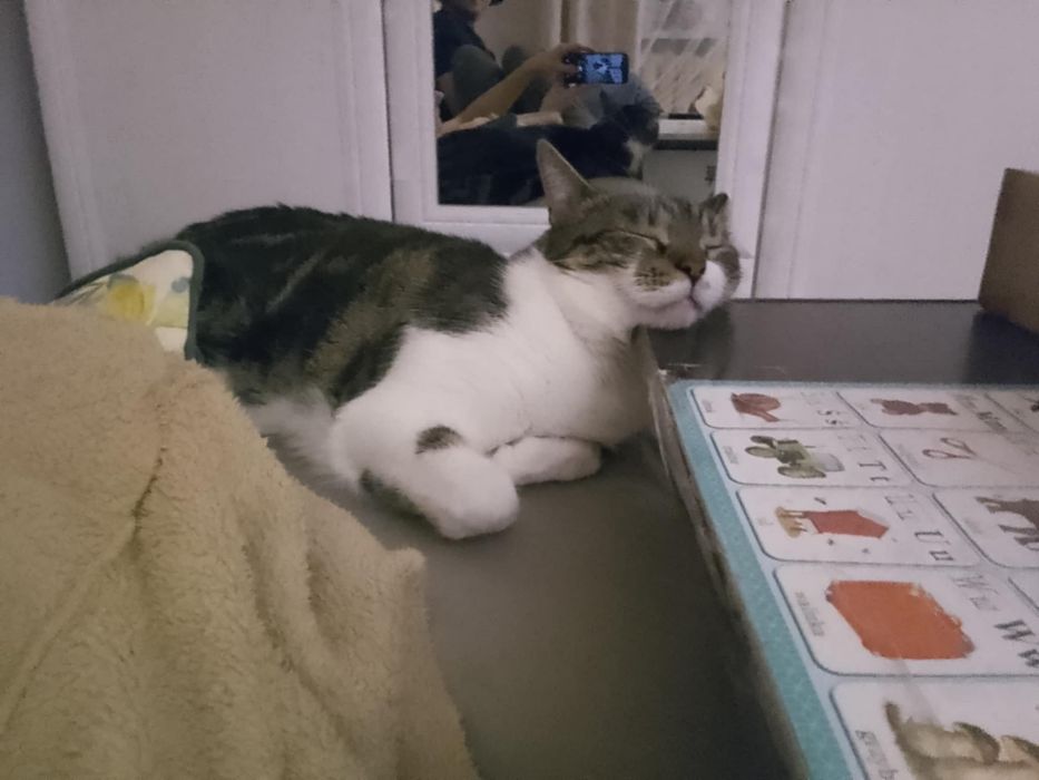 Kot do pilnej adopcji- błagamy o pomoc