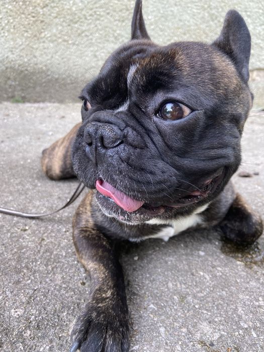 Вязка!! Кобель собака Французкий бульдог 3 роки