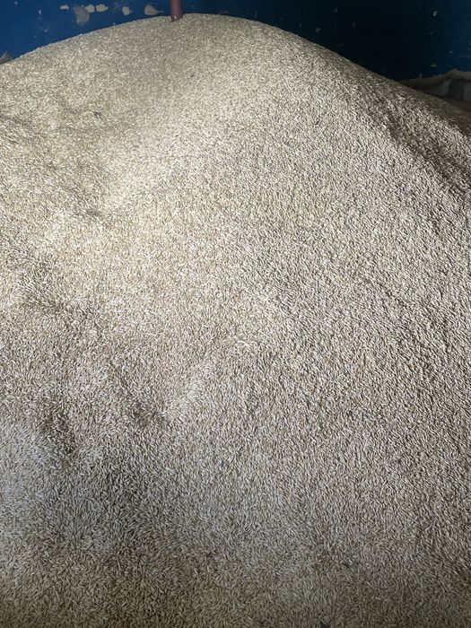 Продам ячмінь, кукурузу