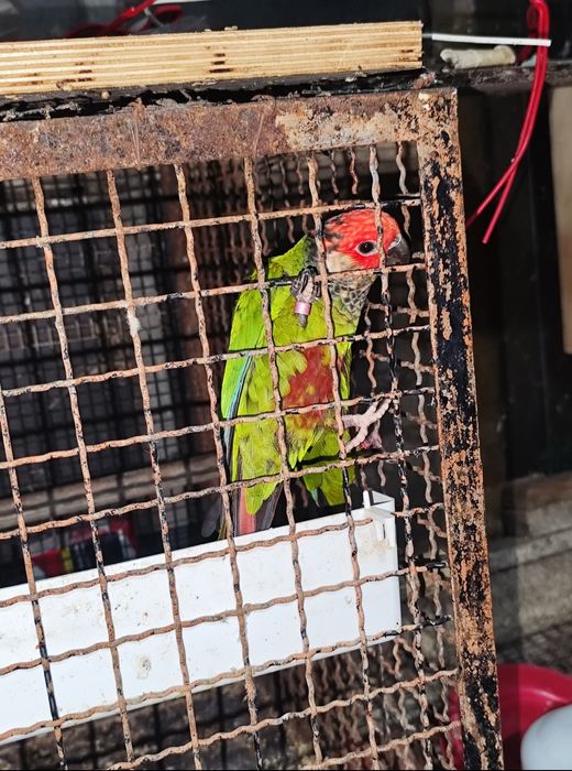 Pyrrhuras picta roseifrons