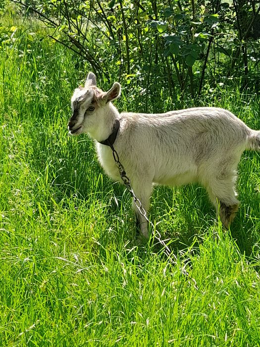 Продам козення  перспективне