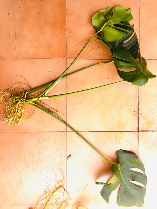 Monstera deliciosa – vários tamanhos disponíveis