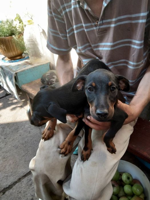 Продам ягтер'єрів