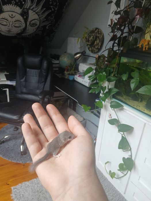 Popielice Afrykańskie