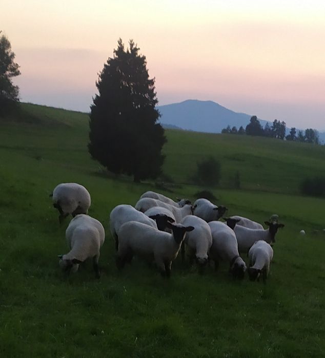Jagniczki ,jagnięta czarnogłówka do sprzedania!!!