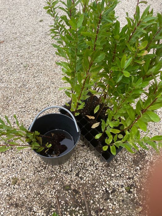 (10 x Un.) Strawberry Tree - Medronheiro (Arbutus Unedo)