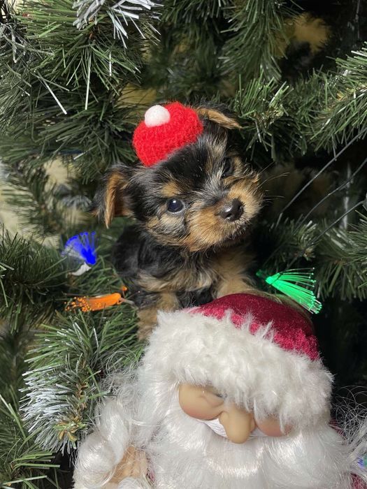 Щенок йорк ждет в новогодние праздники свою семью
