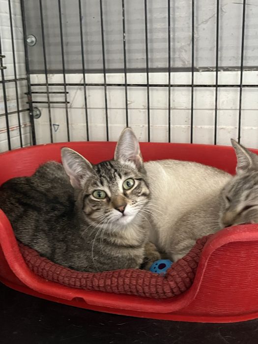Ollie e Olivia- para Adoção!
