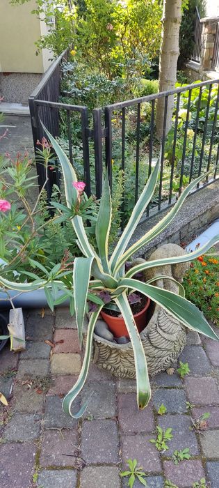 Sprzedam dużą agawę