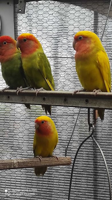 Aves para criar á mão