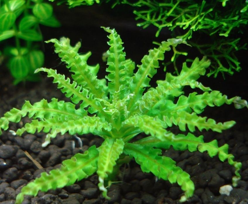 GB pogostemon helferi