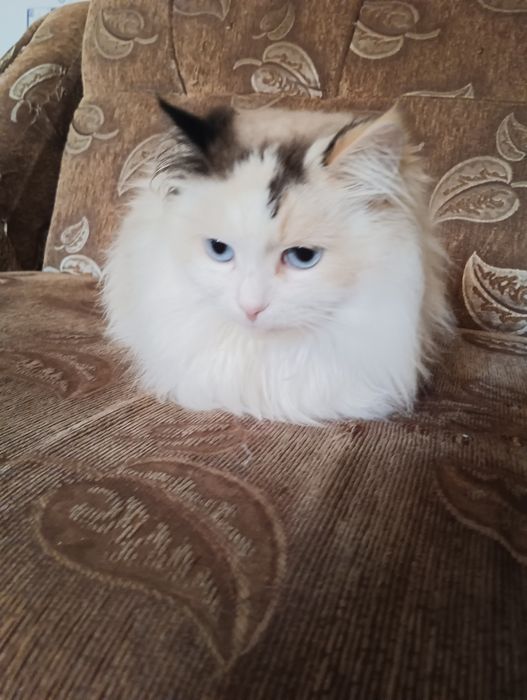 Кішка Махідевран