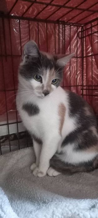 Отдам кошку в добрые руки