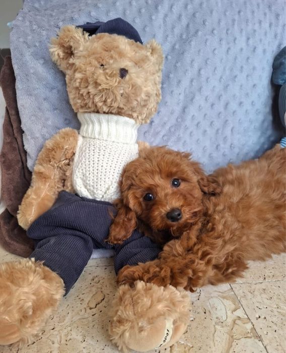 Maltipoo Pududel