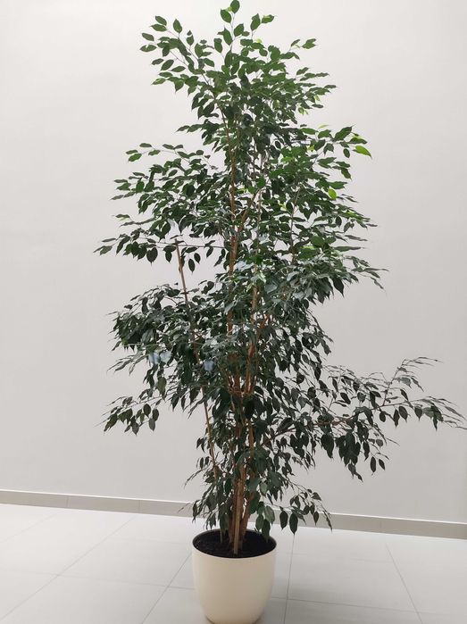 Figowiec benjamina