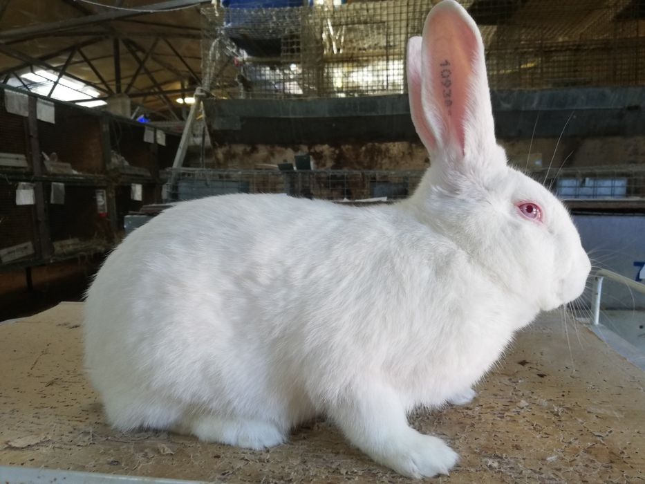 Królik termondzki biały samiec króliki