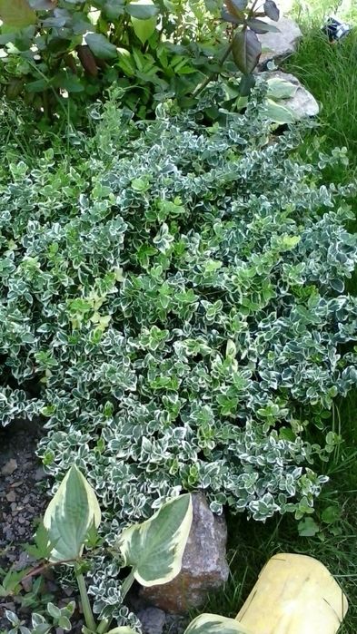 Лапчатка,дерен,тамарикс,жимолость..Декоративні кущі