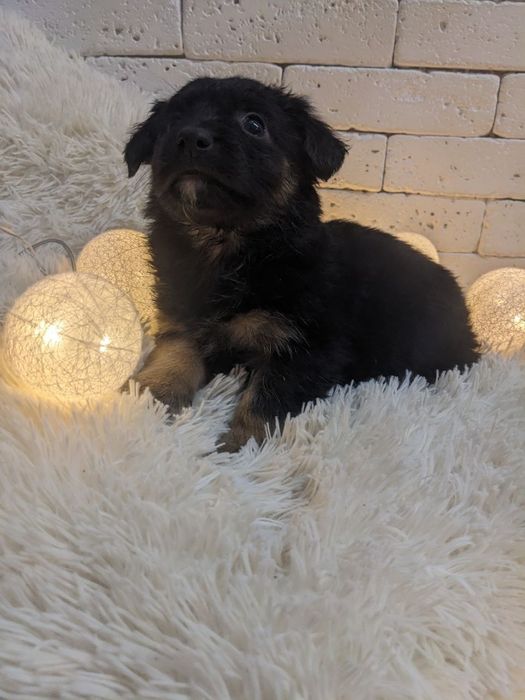 дуже милі цуценята шукають, люблячого, доброго хазяїна