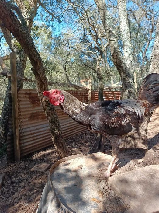 Galo de campo com 7 meses