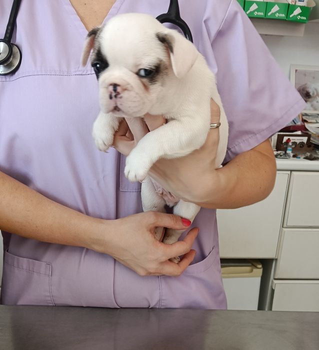 Bulldog francês macho com microchip