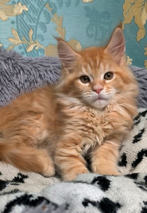 Чистокровные котята  Мейн-Кун с документами