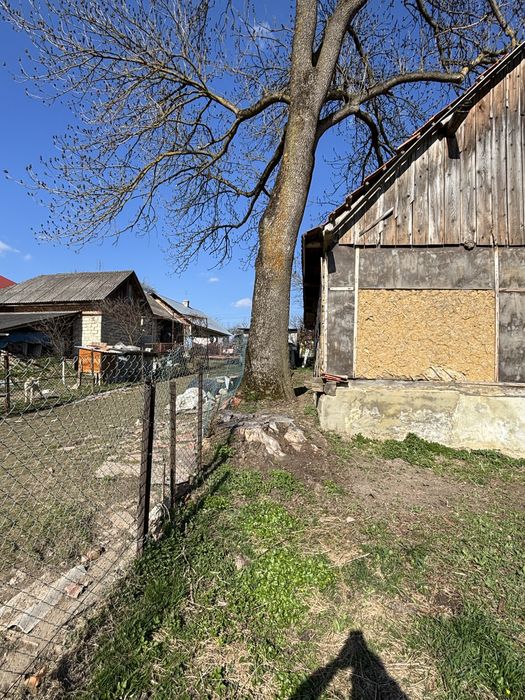 Віддам дерево під зріз (безкоштовно)