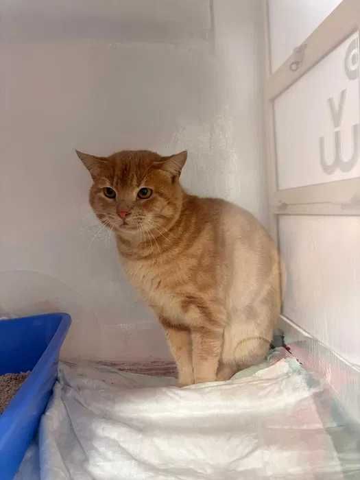 Gatinho para adoção responsável