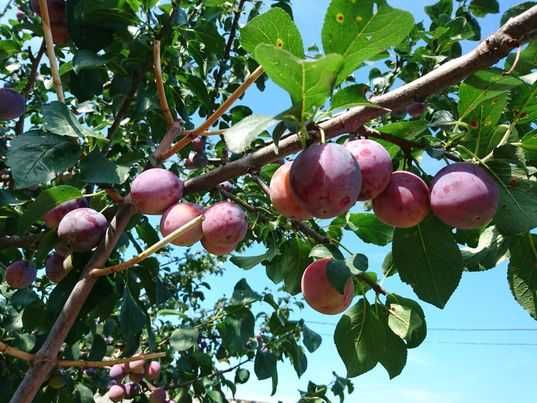 Аренда дома в Обуховке