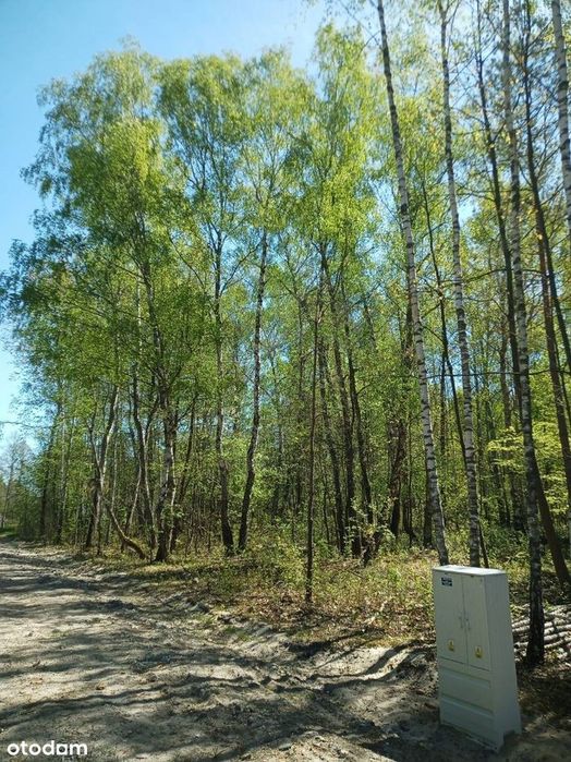 Działka budowlana 2300 m² | Grabina (gmina Chynów) | Bezpośrednio - Widok 2