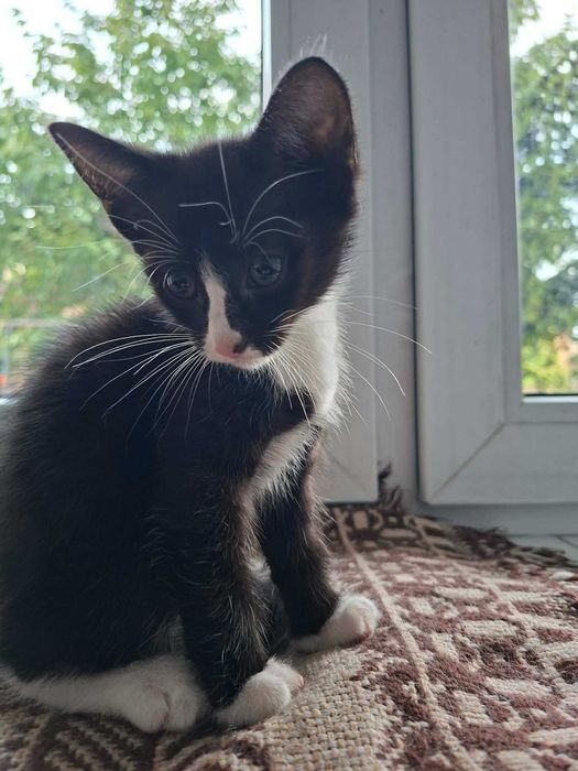 Kot Kocięta ze stacji benzynowej szukają domu