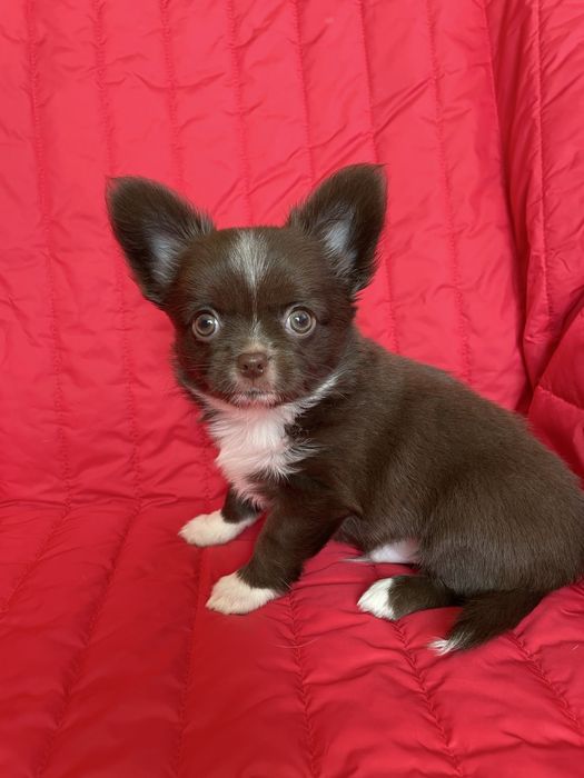 ХлопЧишечки довгошерстні