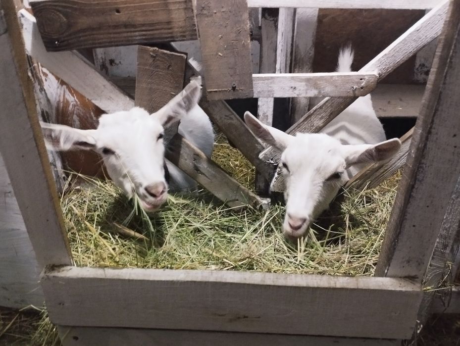 Срочно продам зааненских коз