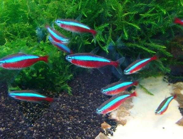 MISIEKZOO Kąsaczowate - Neon czerwony już od 2,80 zł