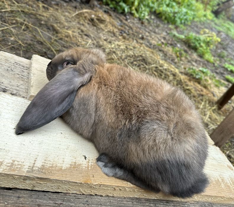 Кролики різних порід