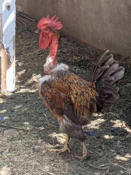 Продам петуха голошейка