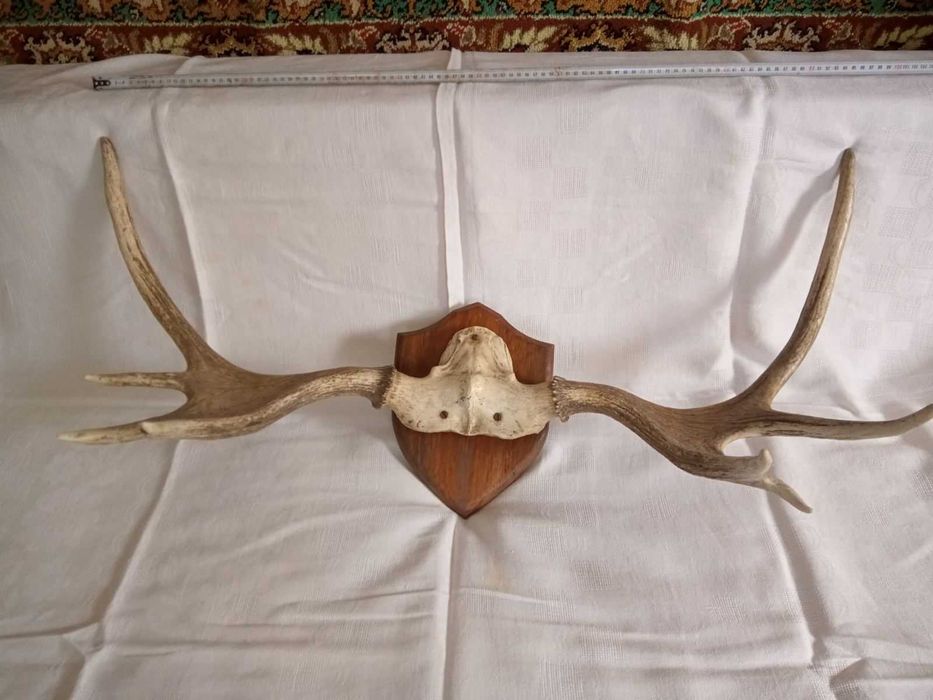 Роги лося на медальйоні