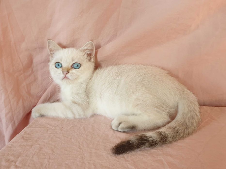 Шотландские котята