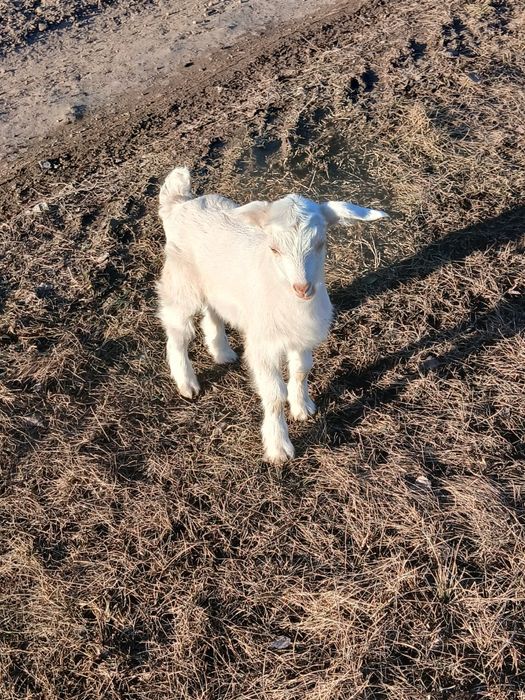 Продам чарівних  козенят