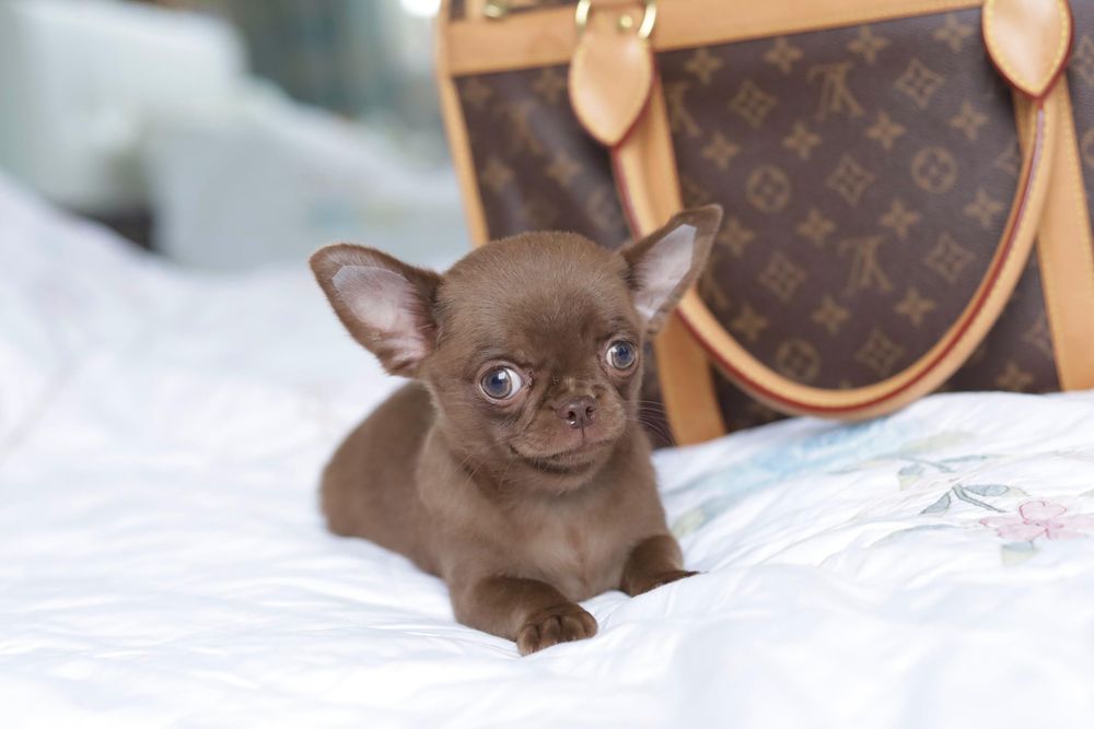 Chihuahua FCI chłopak