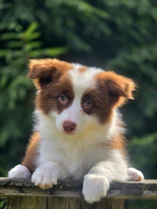 Czekoladowa piękność Border Collie – Kauri Whisper