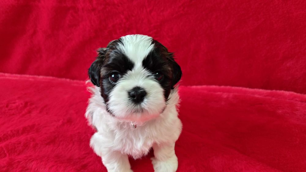 Szczeniaczek shih tzu