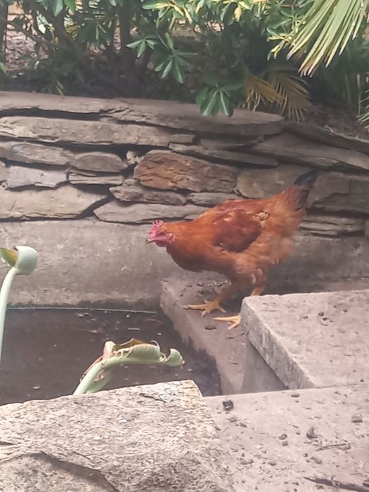 Ovos Galados de Galinhas Poedeiras