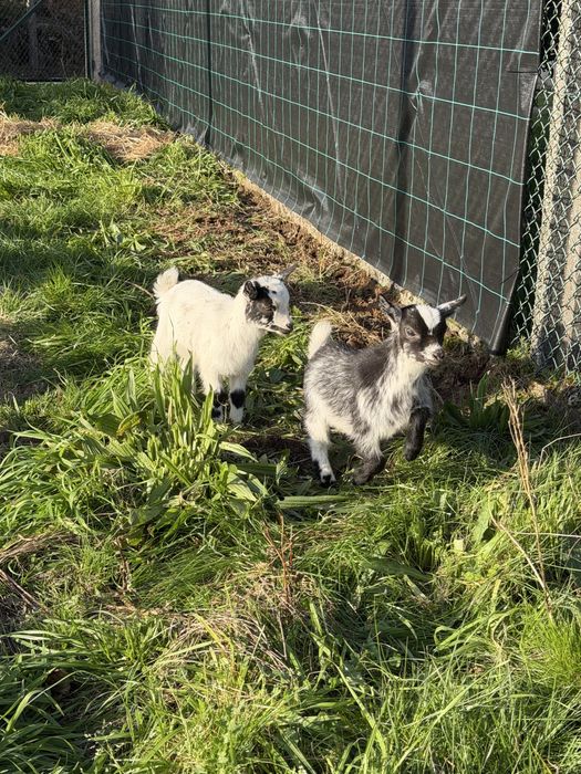 Rebanho de cabras anas