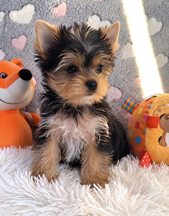 Piesek Yorkshire Terrier