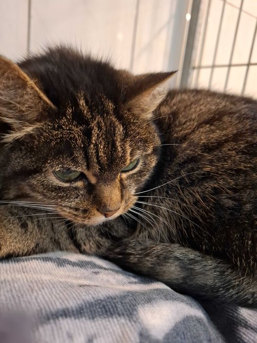 6-letnia Pusia gaśnie w częstochowskim schronisku