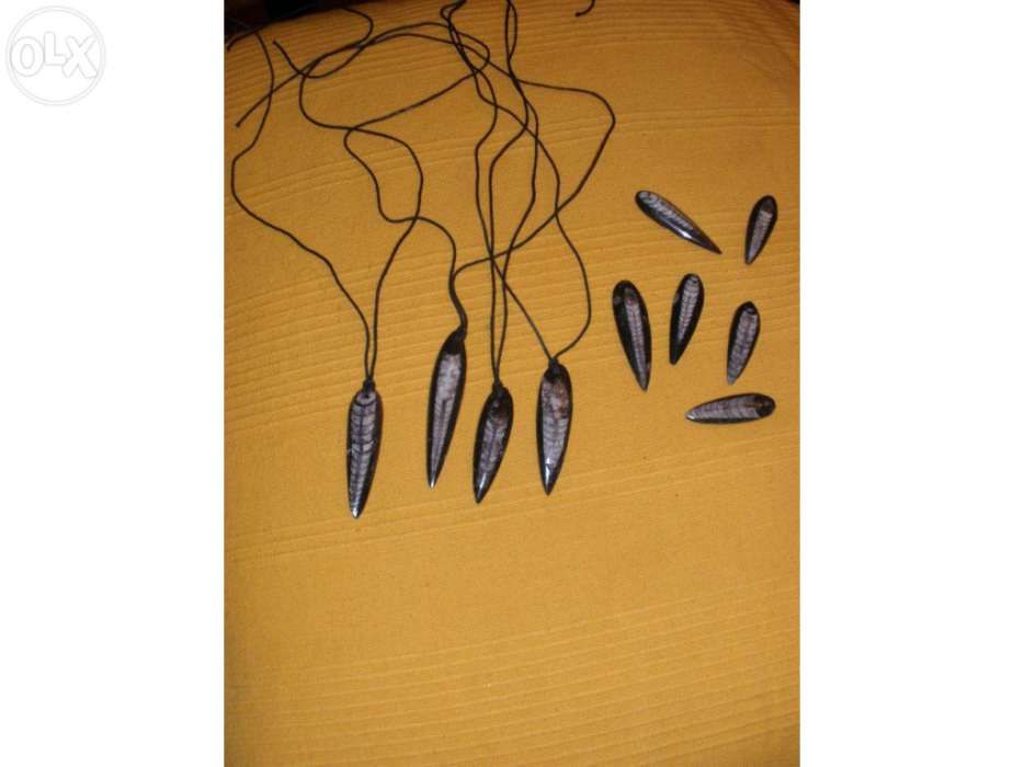 Orthocera Fóssil