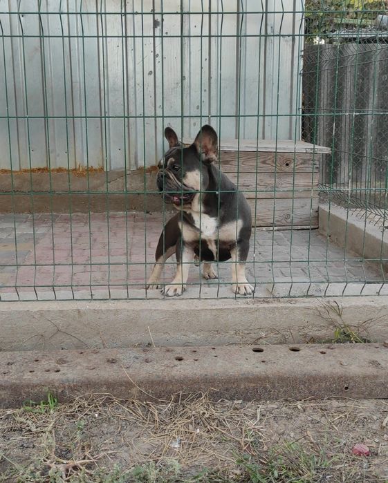 Вязка элитного мальчика